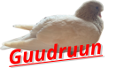 Guudruun